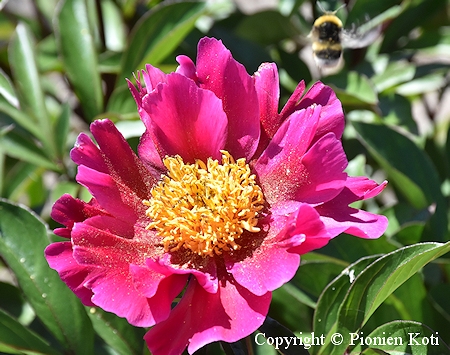 Paeonia lactiflora 'Svarte Petter', kiinanpioni